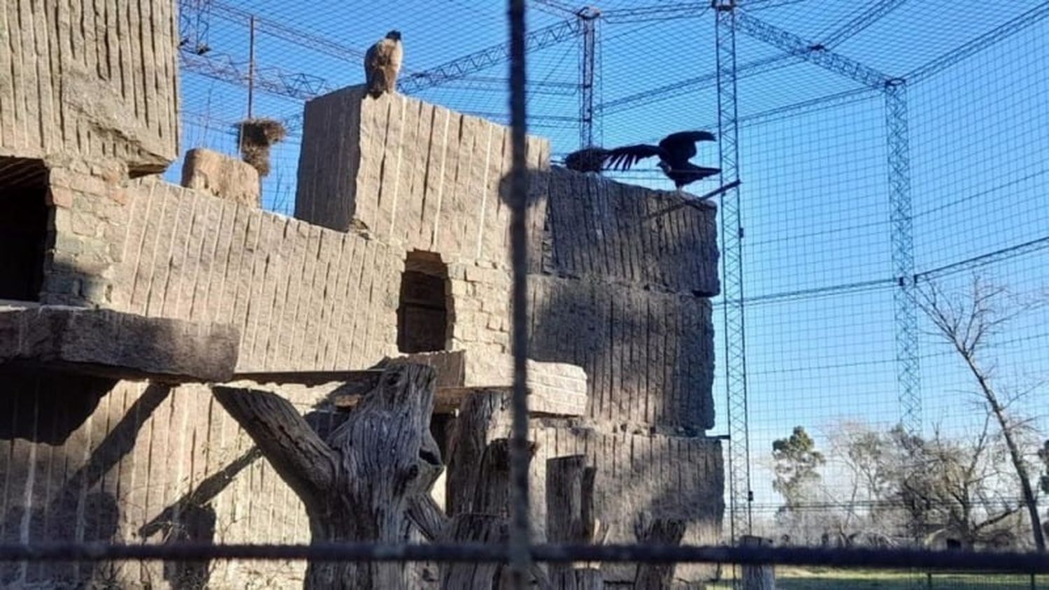 Se agranda la familia de cóndores andinos en Olavarría: Desde el Bioparque confirmaron la postura de un huevo