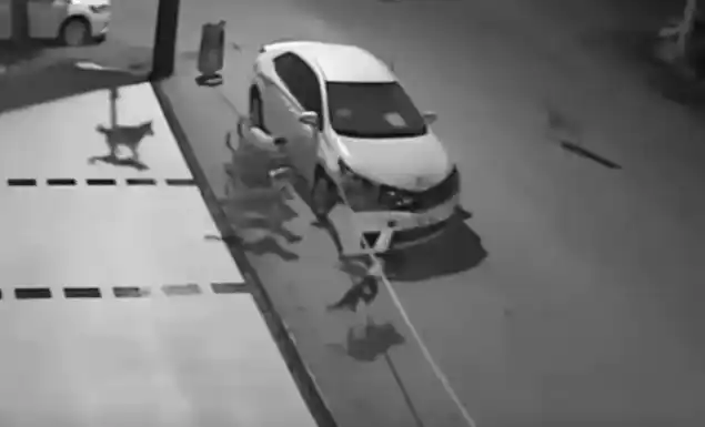 Video: una jauría de perros callejeros destrozó un auto