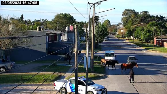 Intensifican el control sobre animales sueltos en la vía pública