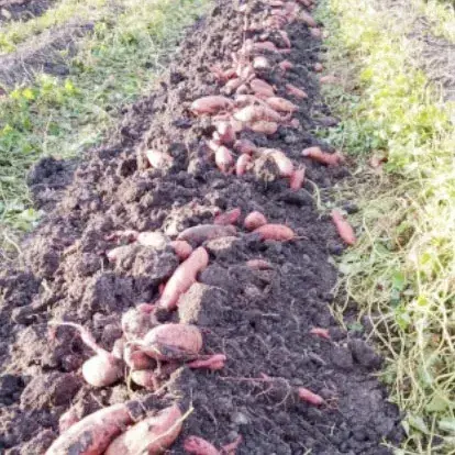Ensayos en San José de Feliciano: distintos fertilizantes mejoraron el rendimiento de la batata
