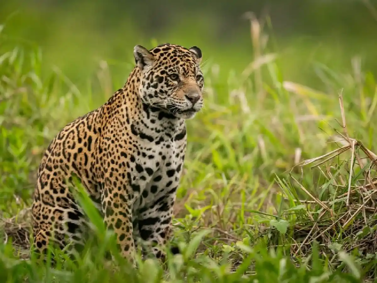 Fianza millonaria a un cazador de un yaguareté en Formosa: 377 millones de pesos