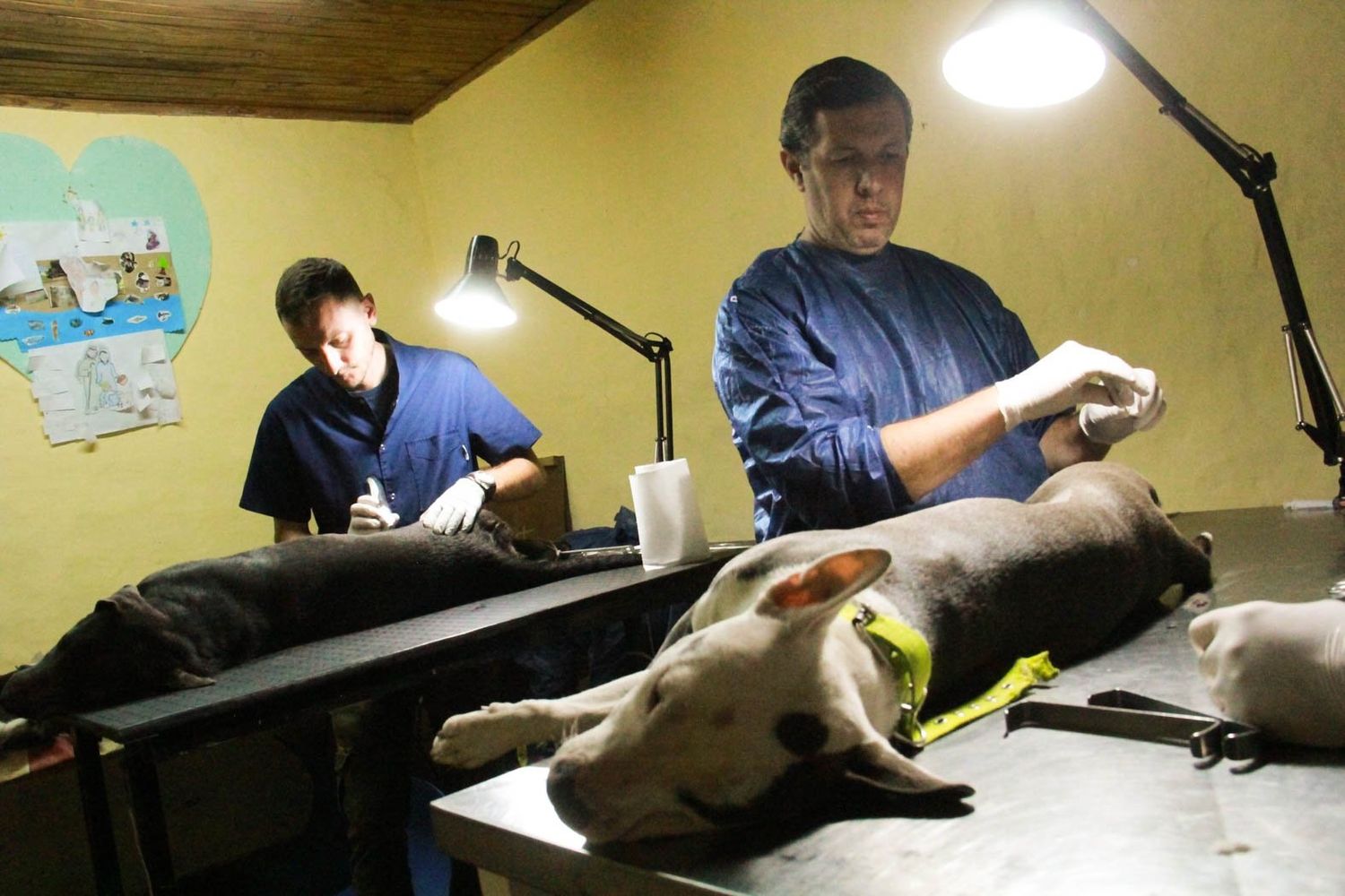 Continúan con el programa de Equilibrio Poblacional: horarios y lugares para castrar gratuitamente tus mascotas