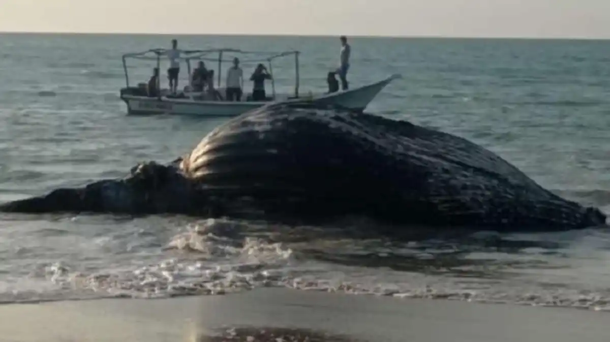 Encuentran una ballena en estado de descomposición en playa de Nueva Esparta (VIDEO)