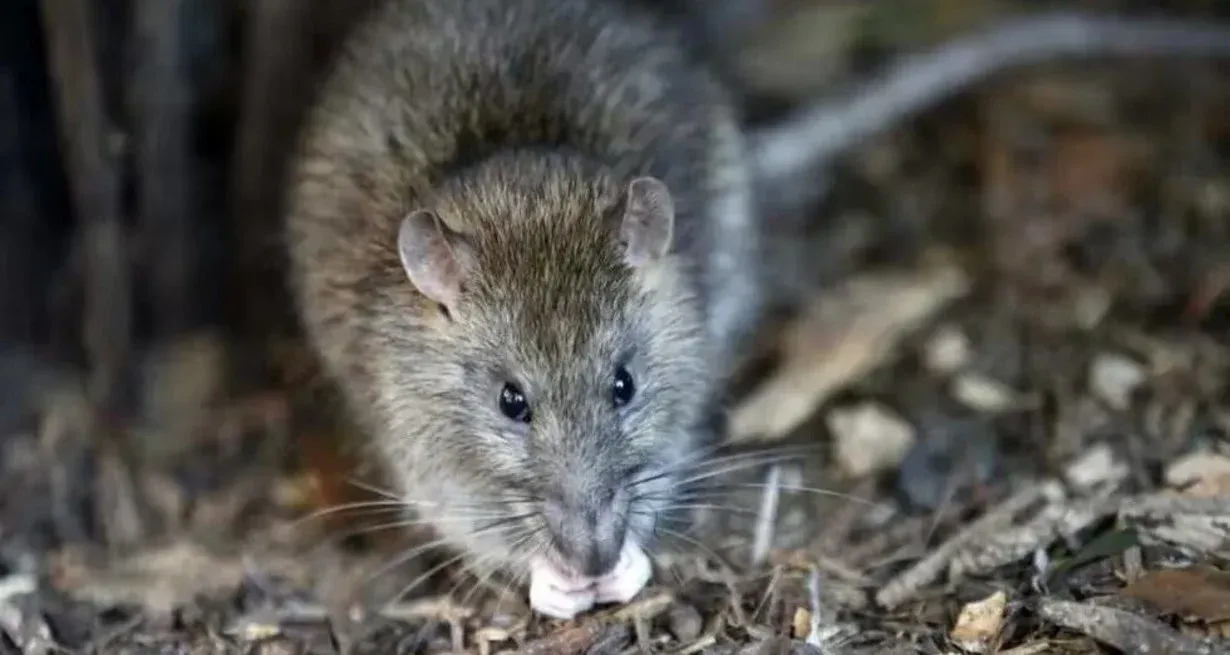 La leptospirosis es una enfermedad producida por una bacteria que puede estar presente en la orina de ciertos animales como roedores.