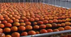 Villa del Rosario, un pueblo con alma gracias a la citricultura