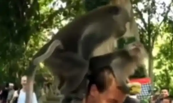 Video: Dos monos tuvieron sexo en la cabeza de un turista