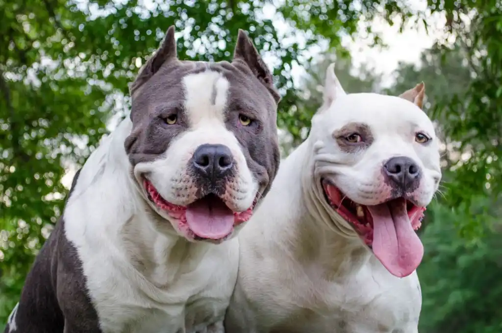 Ataque de perros pitbull en Santa Rosa de Lima: detuvieron al dueño