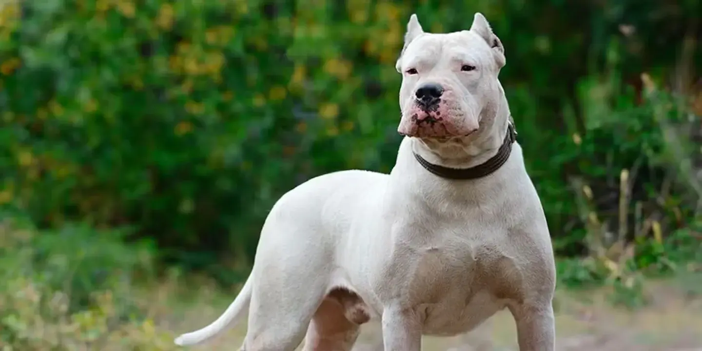 Un nene de dos años quedó internado en terapia intensiva tras ser atacado por un dogo