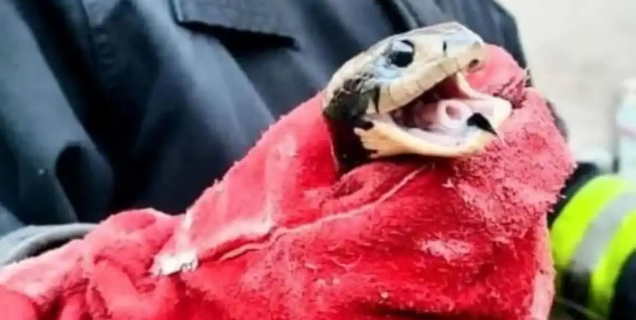 Una visita inesperada: se encontraron con una boa de más de 2 metros dentro de su casa