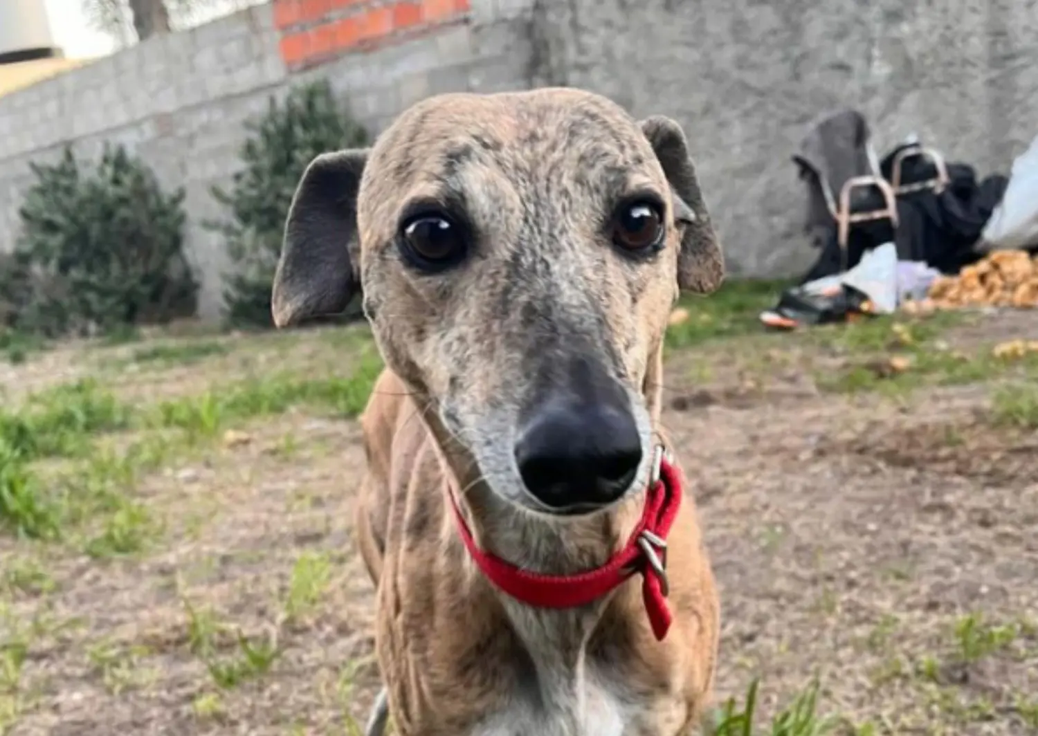 Susi, una de las perritas rescatadas por el grupo Voz Animal.