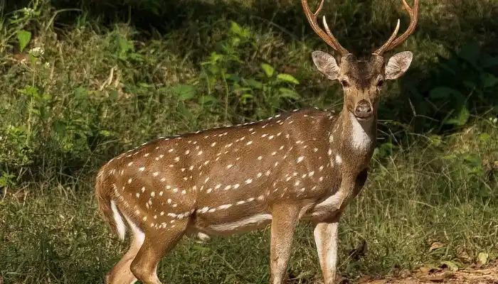 Ciervos en el Delta: aseguran que la especie avistada pertenece a la familia de los axis