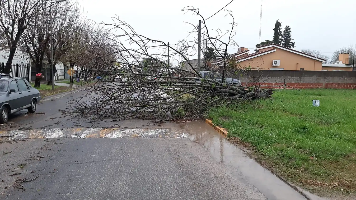 Las fuertes ráfagas de vientos provocaron la caída de árboles y ramas