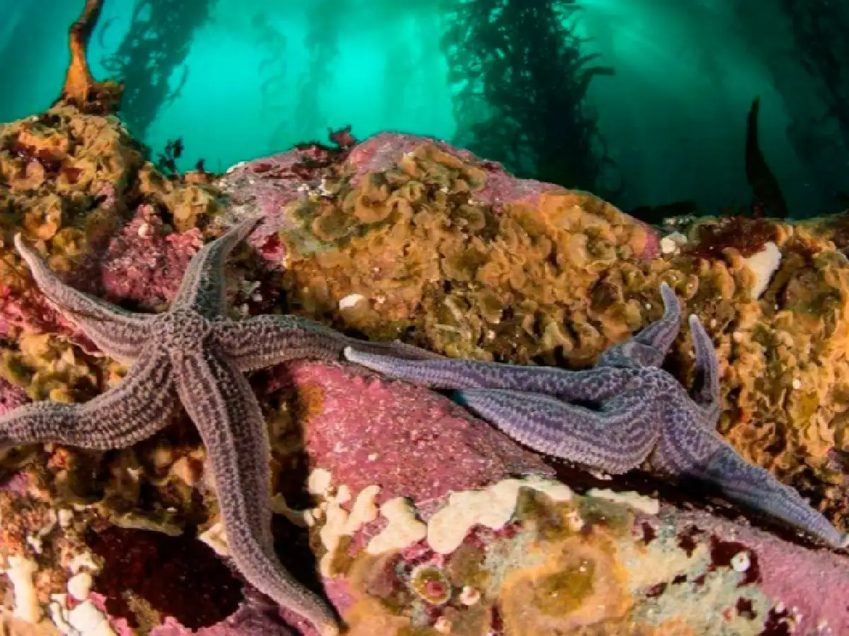 La UE destinará 3 millones de euros para proteger la biodiversidad en la Patagonia
