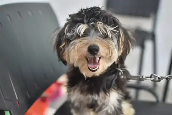 Continúan los servicios de Salud Animal y Zoonosis