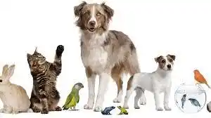 Te invitamos a festejar el “Día del Animal”