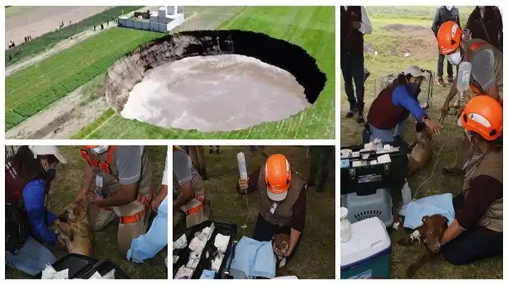 EL ESPECTACULAR RESCATE de dos perritos que cayeron en un enorme agujero, en un pueblo de México