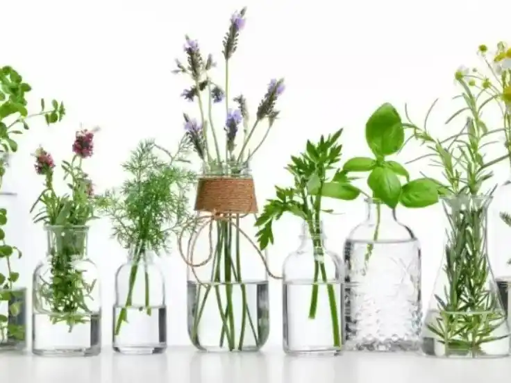 ¿Tus plantas en agua se pudren? Descubrí los consejos que nadie te cuenta.