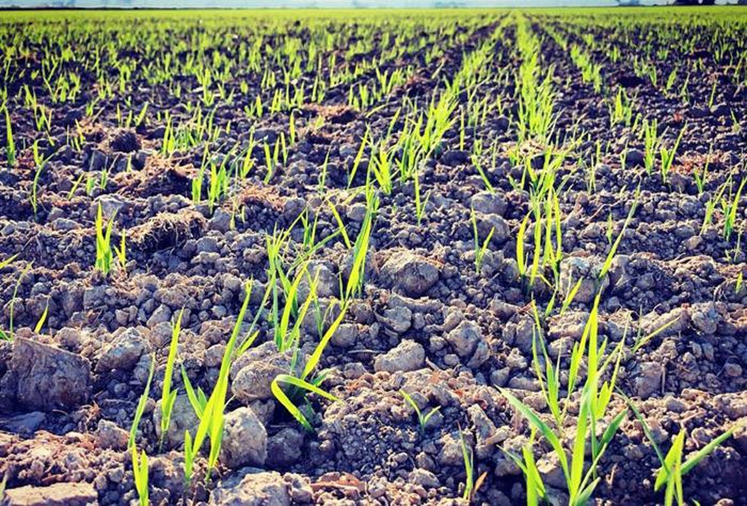 La siembra de arroz entrerriano avanza al 95 %