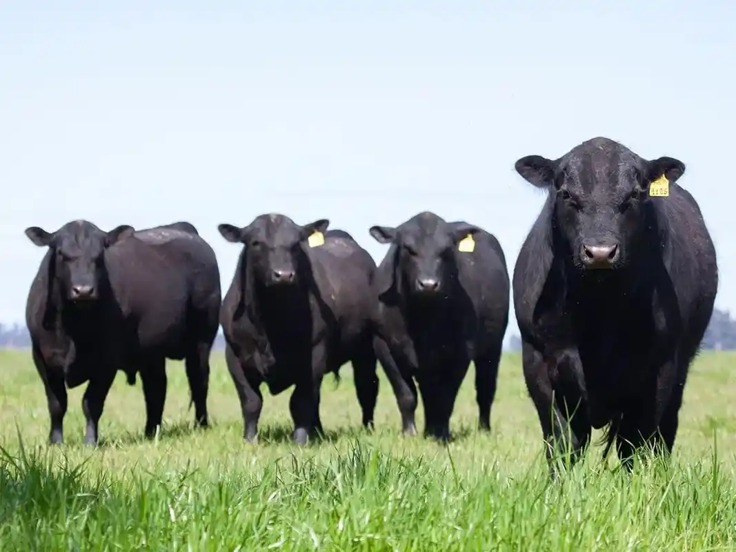 Gran Remate el 19 de agosto en Gualeguaychú