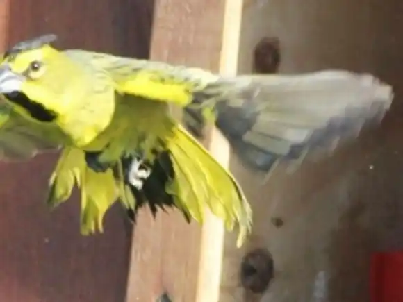 Rescate y conservación del cardenal amarillo