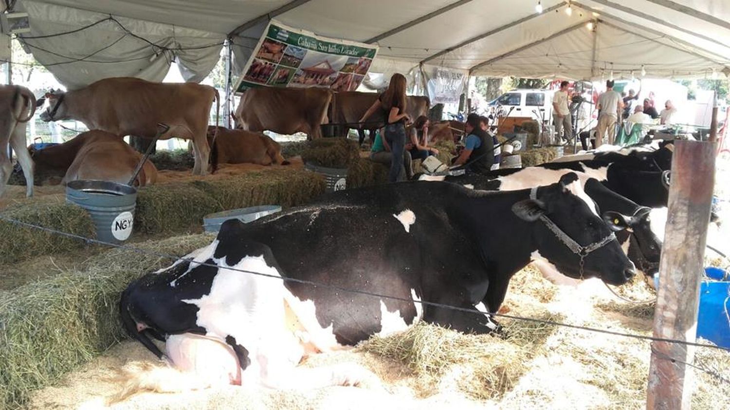Se está desarrollando la XV Expo Provincial de la Leche y la VI Expo Jersey Entrerriana