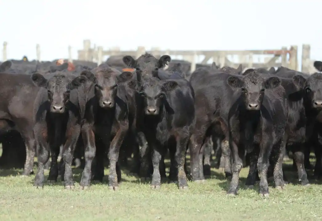 Rústicos destetará en Tandil su primera gran venta del año