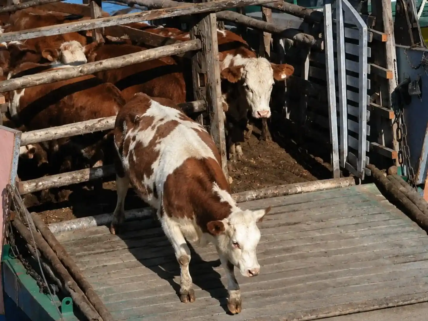 La capacidad operativa de las barcazas en la zona podría desbordarse ante los miles de animales existentes en Las Lechiguanas.