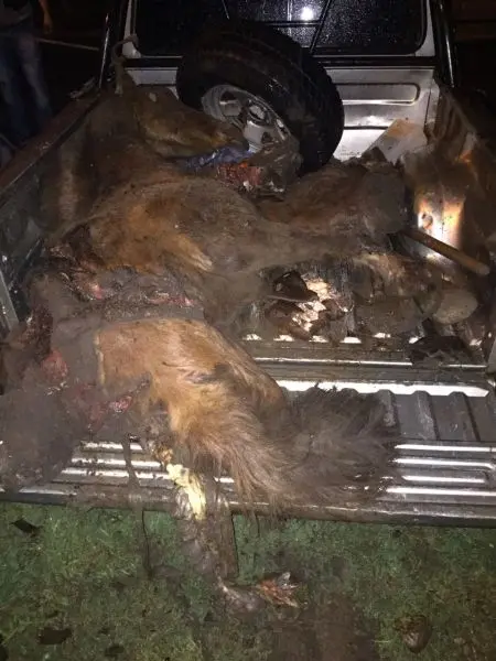 Dolores: Robaron y carnearon un caballo