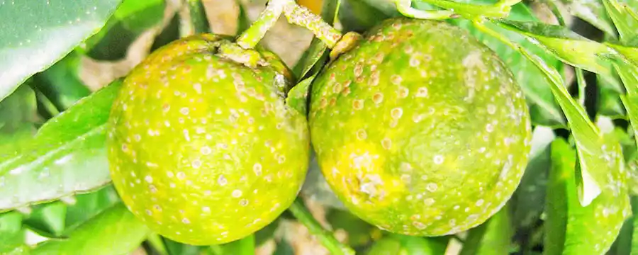 HLB: cinco departamentos correntinos bajo cuarentena, entre ellos Monte Caseros