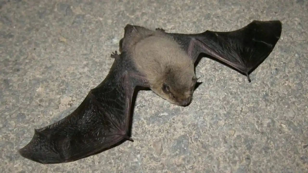 Alerta sanitaria en Gualeguaychú: organizaciones proteccionistas reclaman medidas de prevención urgentes