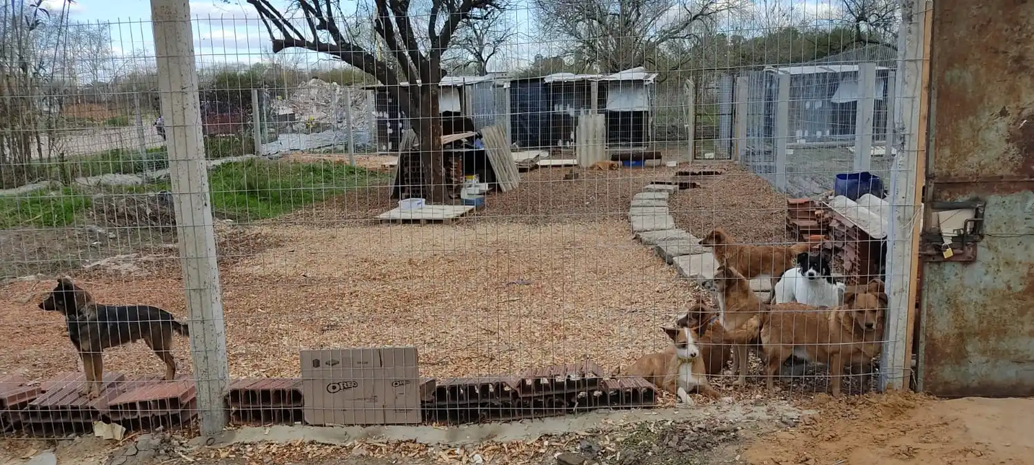 Revelaron que pasó con los más de 50 perros del gualeguaychuense fallecido Patricio Munilla