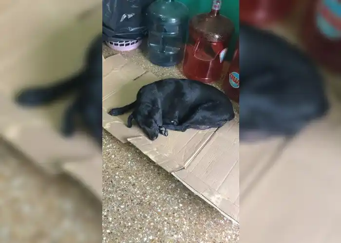 La olvidaron y necesita volver a casa