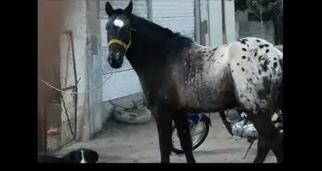 Se perdió el caballo de Teo