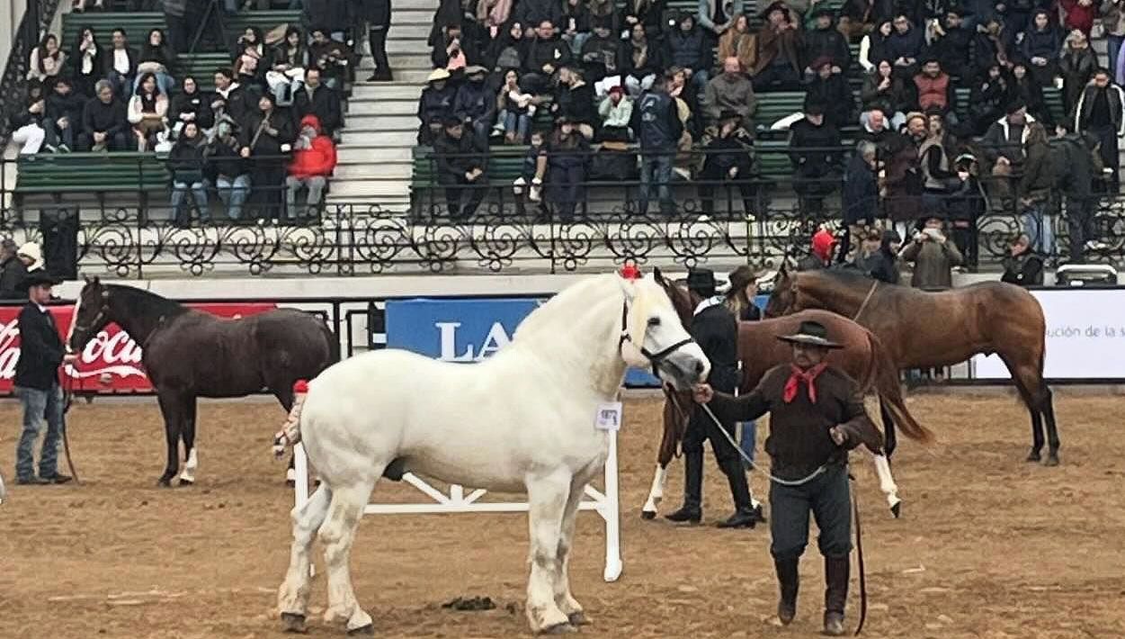 “La Conchera S.A.” obtuvo numerosos premios en percherones