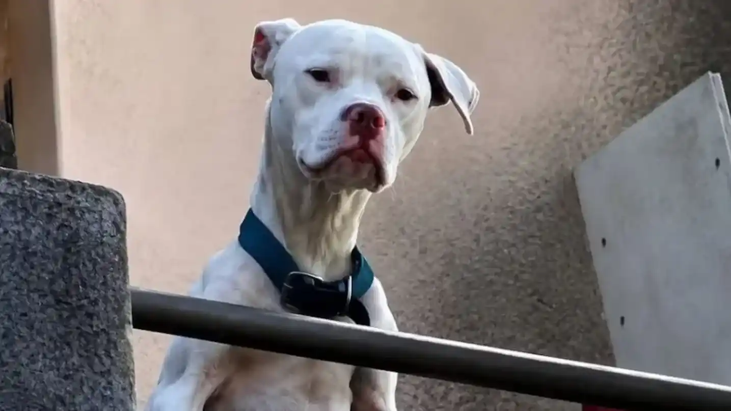 Rescataron a un dogo desnutrido en la casa de Claudio Barrelier