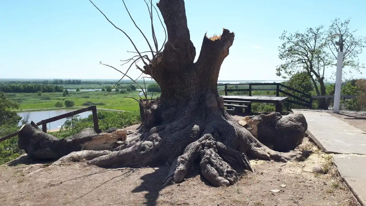 El ombú del mirador perdió más gajos y retiraron partes dañadas