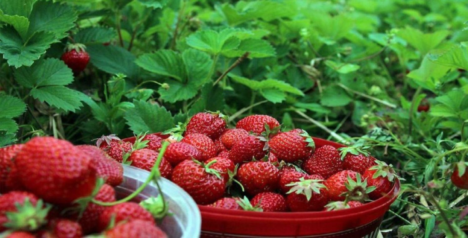 13 personas fueron encontradas trabajando en un campo de frutillas bajo condiciones precarias