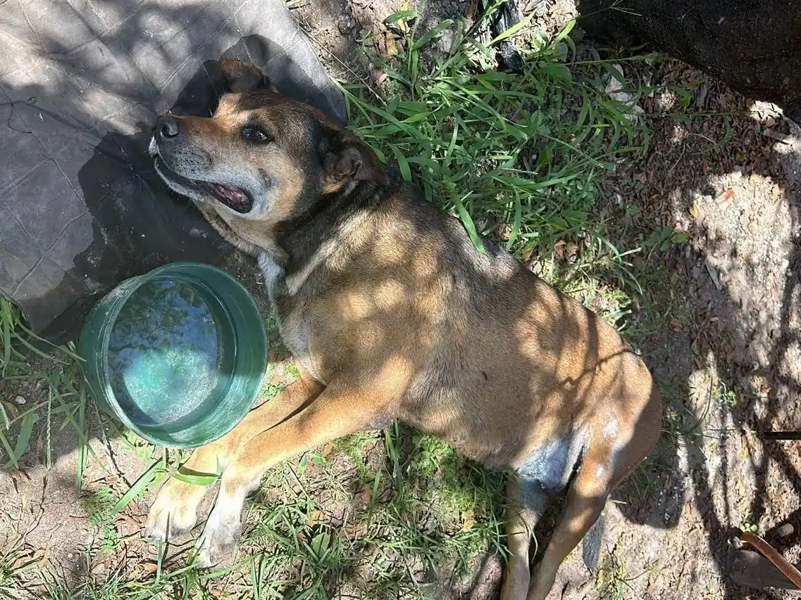 Punto final para el caso de la perra atropellada