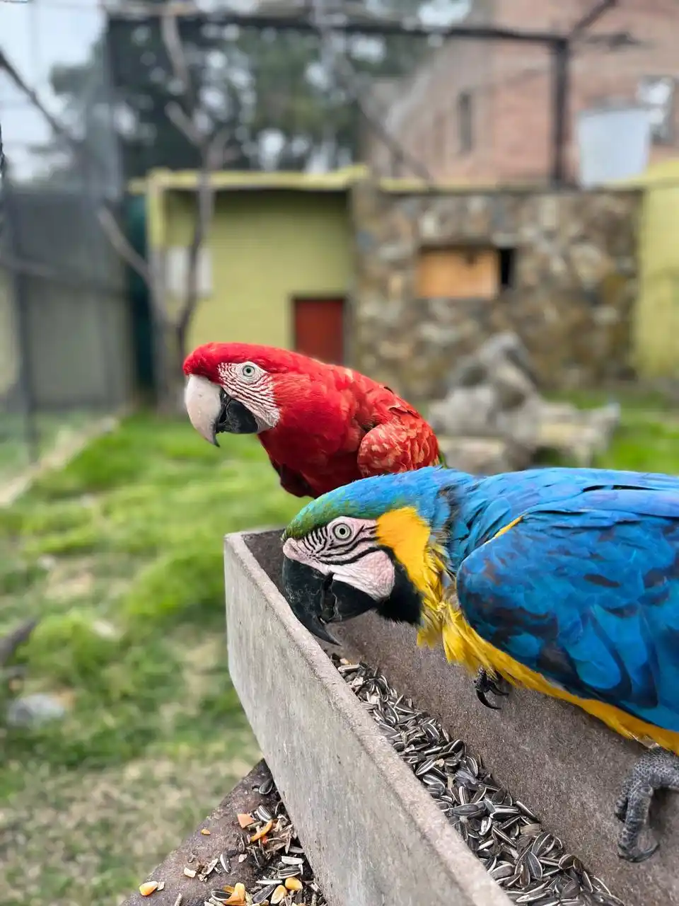 guacamayos granja los pibes 04-12-24 - 2