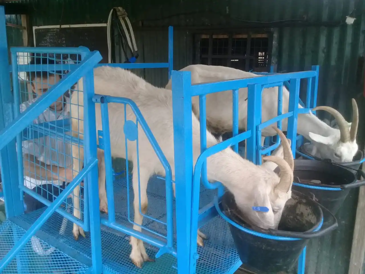 Pese al aislamiento, la actividad del campo no se detiene: la producción en primera persona 