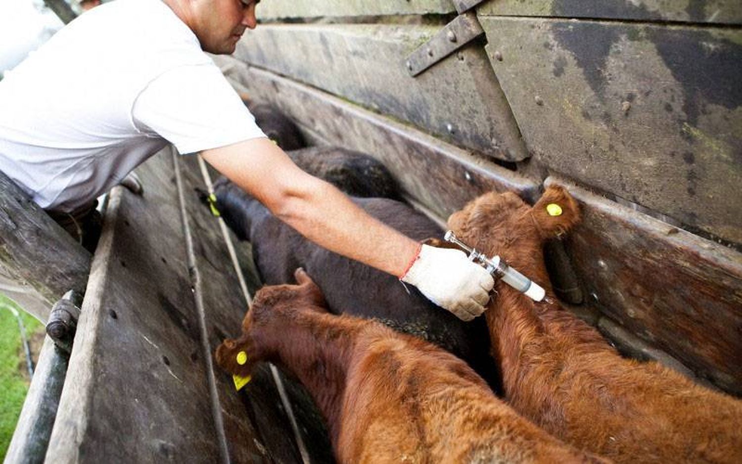 La segunda campaña de vacunación contra la fiebre aftosa comenzará el 11 de octubre