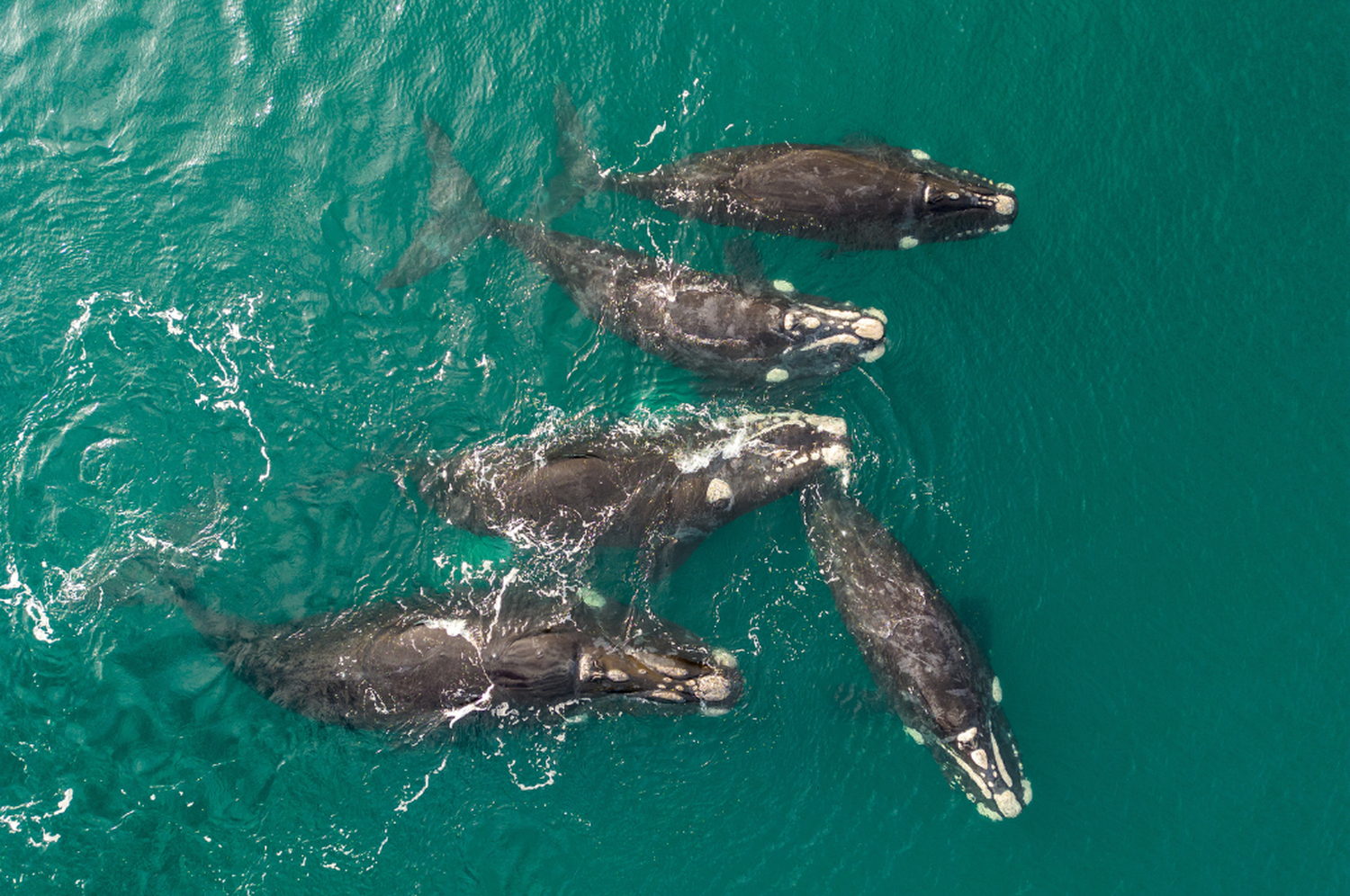 Ballena en Puerto Madryn