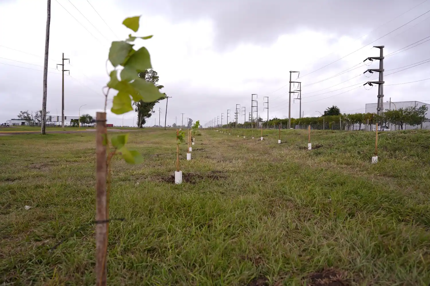 Parque Industrial árboles