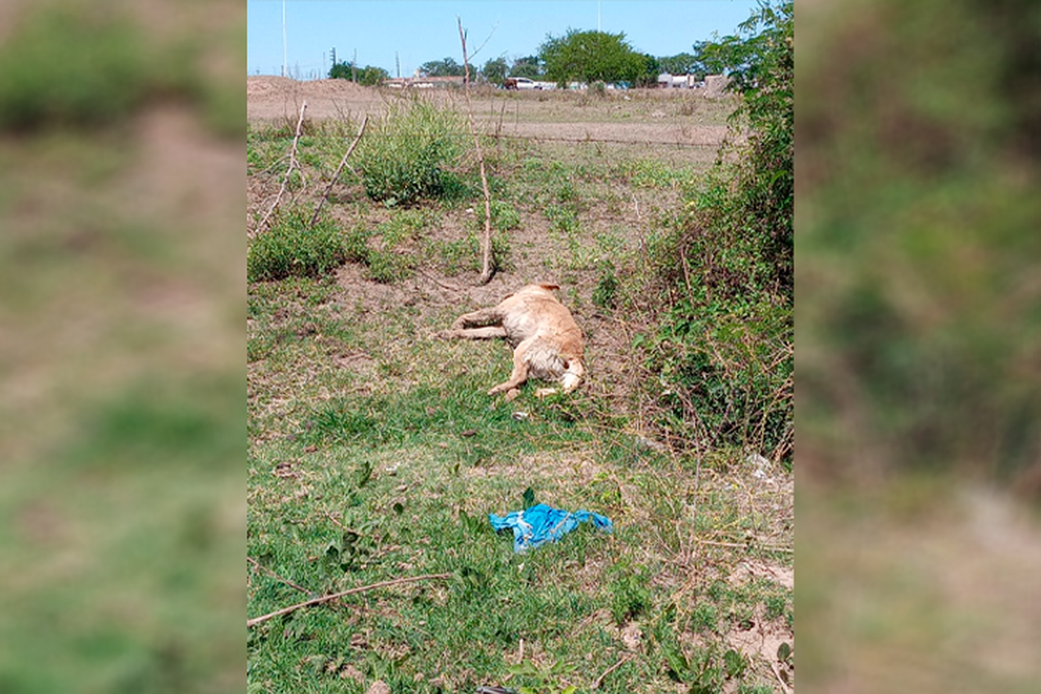 Preocupación por hallazgos de perros muertos: “Los hacen pelear a propósito”