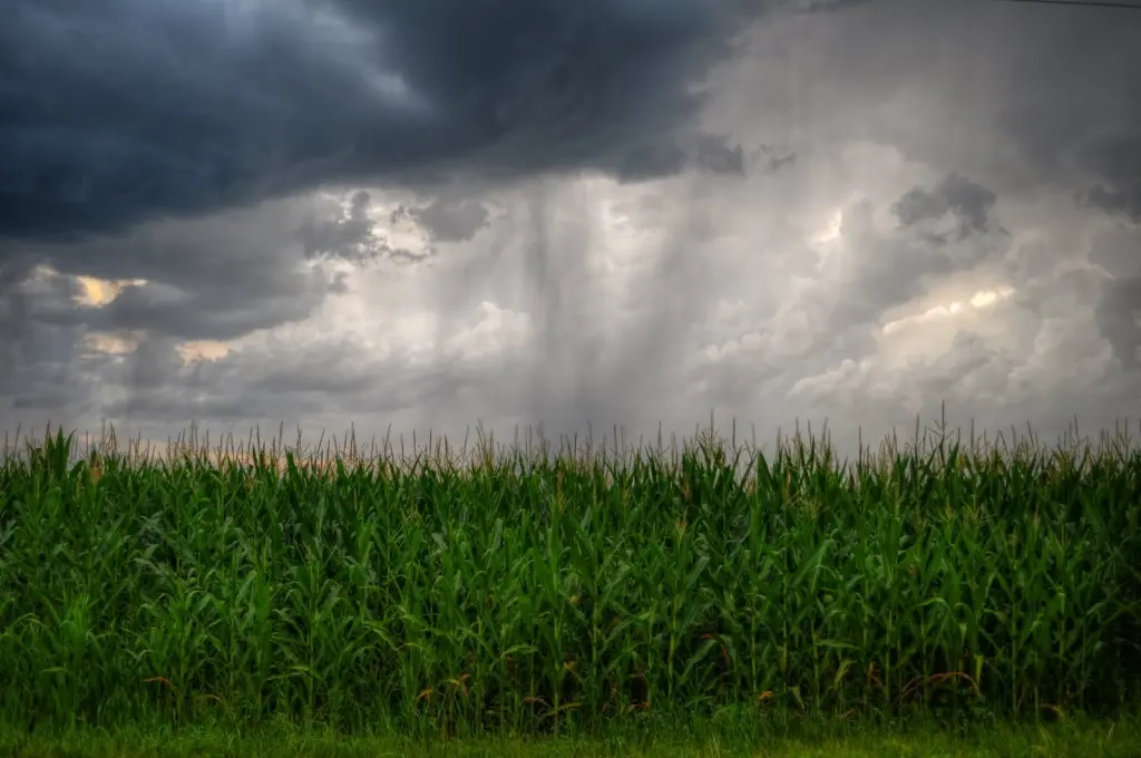 Las lluvias trajeron aire fresco para las expectativas de la gruesa