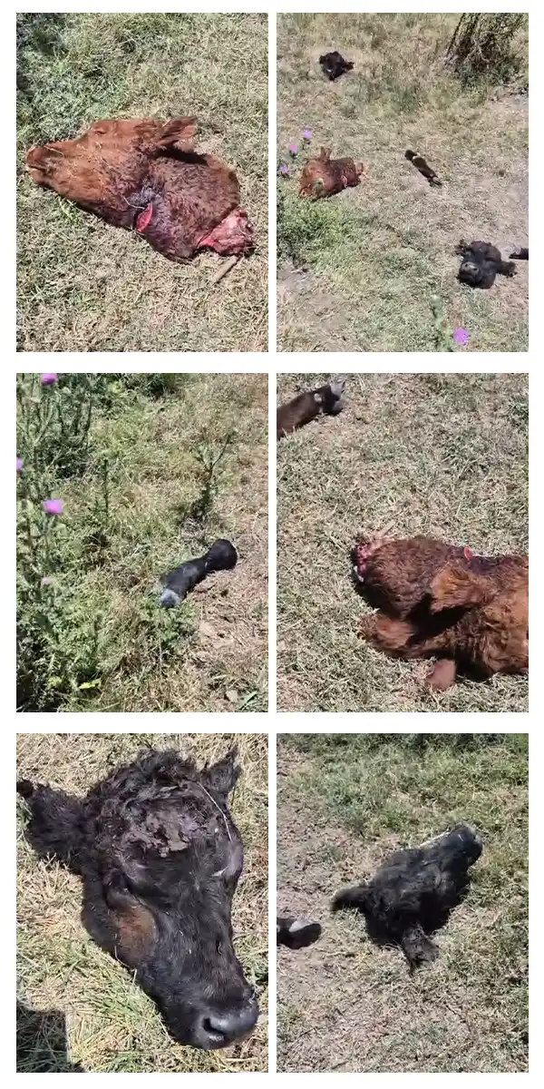 Abigeato en campo de Ignacio Armendariz