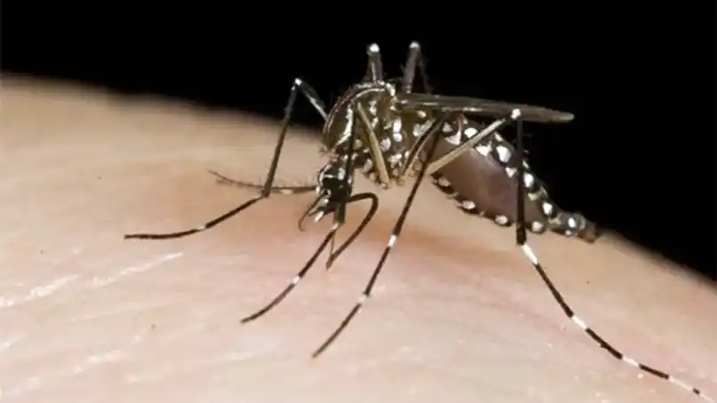 Mosquito