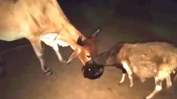 Denuncian que sujetos armados incursionaron en sede de una fundación, maniataron a sus miembros, los secuestraron y descuartizaron animales