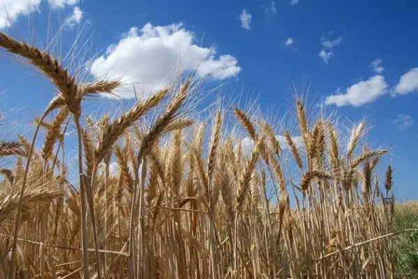 La siembra de trigo en Entre Ríos finalizó con unas 460.000 hectáreas