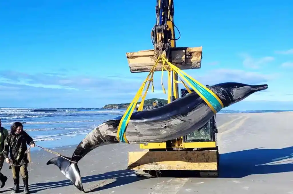 Sus restos fueron almacenados en una cámara frigorífica mientras se realizan pruebas de ADN.